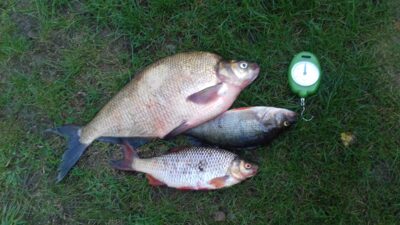 Carp bream, 1.3 kg
