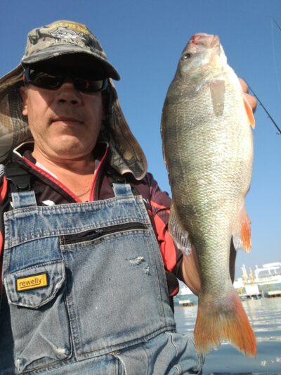 Eurasian perch, 1.0 kg