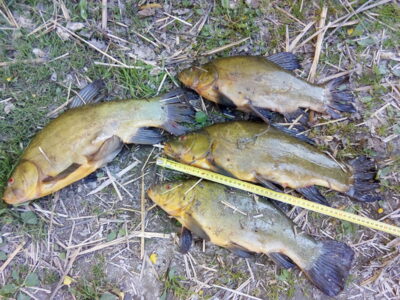 Tench ×4