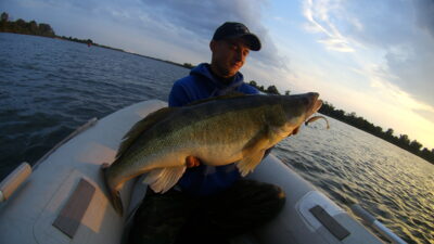 Pike perch ×6