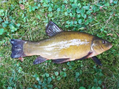 Tench, 0.7 kg