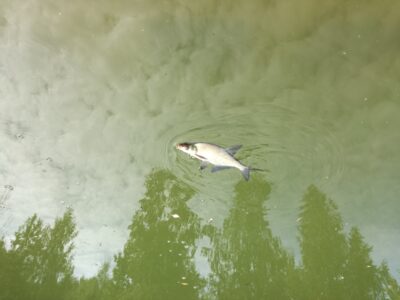 Carp bream