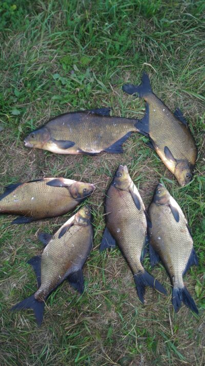 Carp bream, 1.8 kg — Mūša