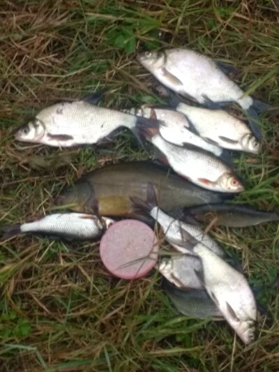 Carp bream ×2