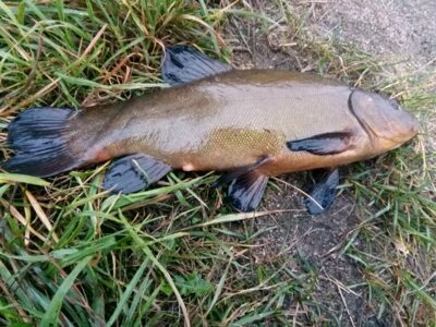 Tench, 1.2 kg