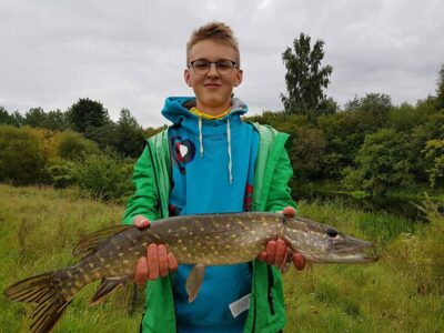 Northern Pike, 2.0 kg — Venta