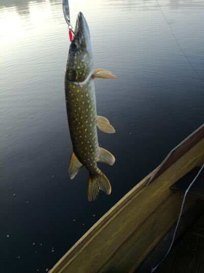 Northern Pike