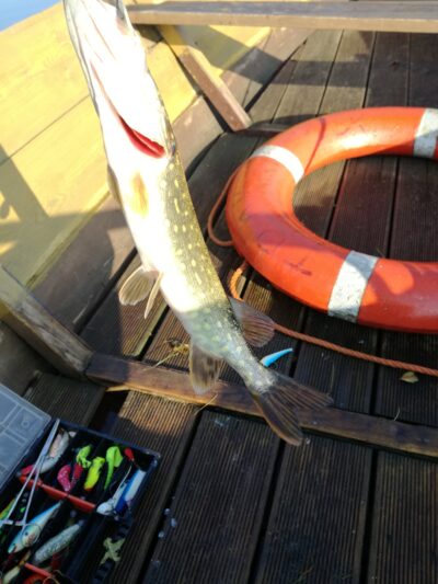 Northern Pike