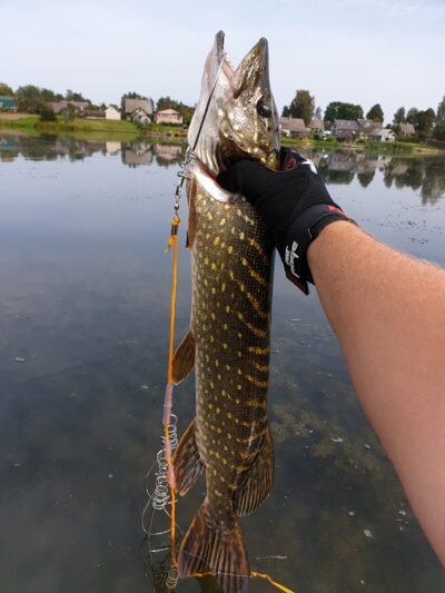 Northern Pike, 1.6 kg — Gojaus