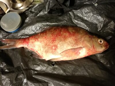 Carp bream, 1.1 kg
