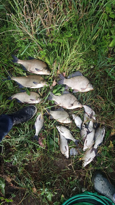 Carp bream ×3 — Beržėnų