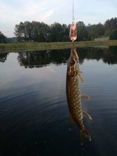 Northern Pike ×3