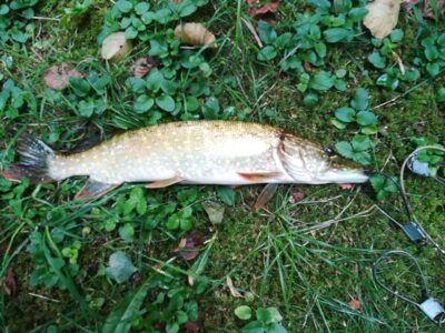 Northern Pike