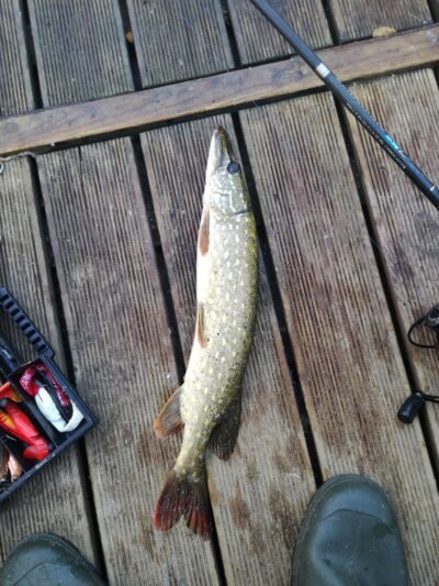 Northern Pike ×3