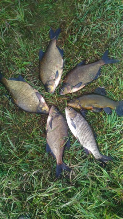Carp bream ×4 — Mūša