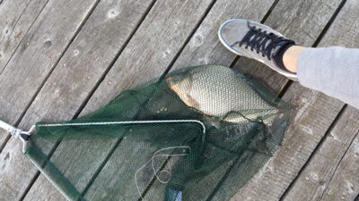 Prussian carp, 1.0 kg