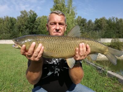 Grass carp