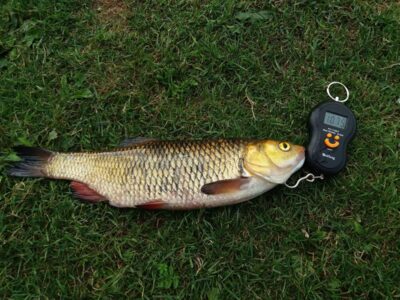 chub, 1.1 kg