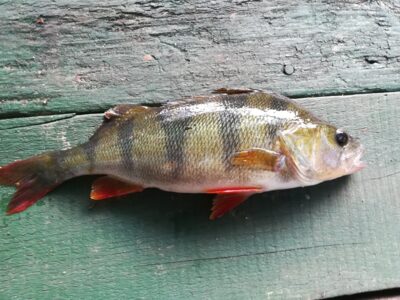 Eurasian perch, 0.3 kg