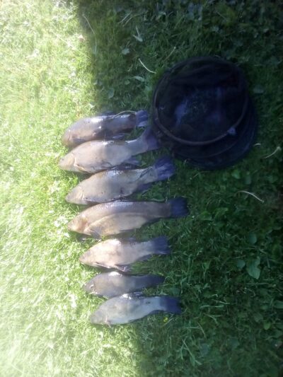 Tench