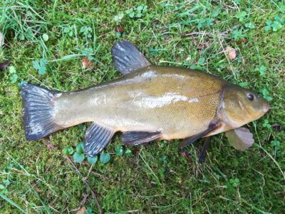 Tench, 0.7 kg