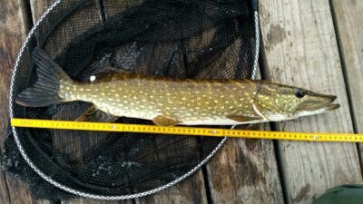 Northern Pike — Bridvaišis