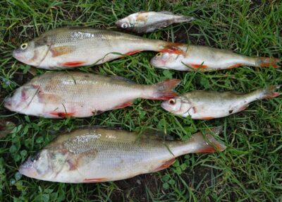Eurasian perch ×5