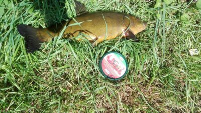 Tench