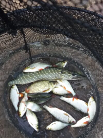 Roach ×17