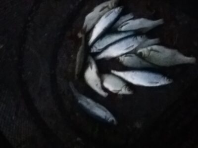 Roach ×14