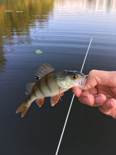 Eurasian perch — Mūšėjus