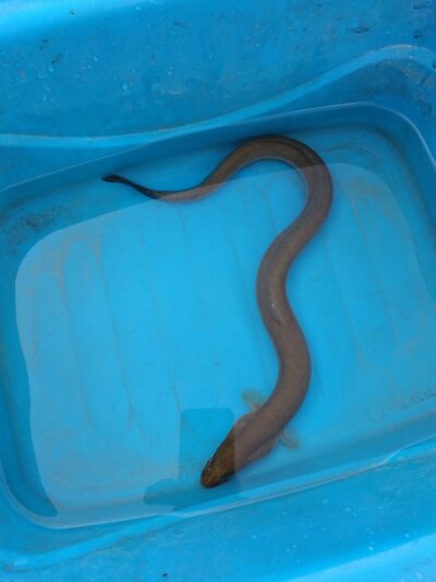 European eel