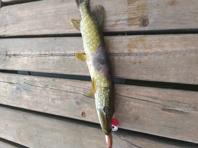 Northern Pike, 0.9 kg