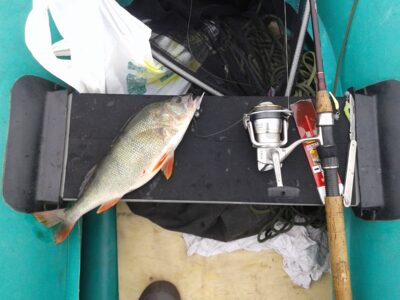 Eurasian perch, 0.5 kg — Kaunas reservoir