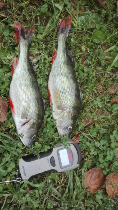 Eurasian perch ×2 — Almajas