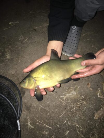 Tench, 1.2 kg