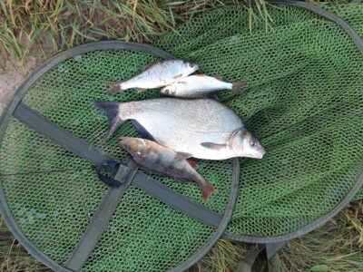 Carp bream — Neman River