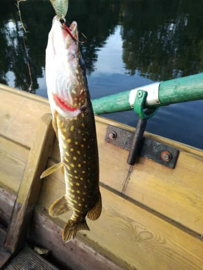 Northern Pike