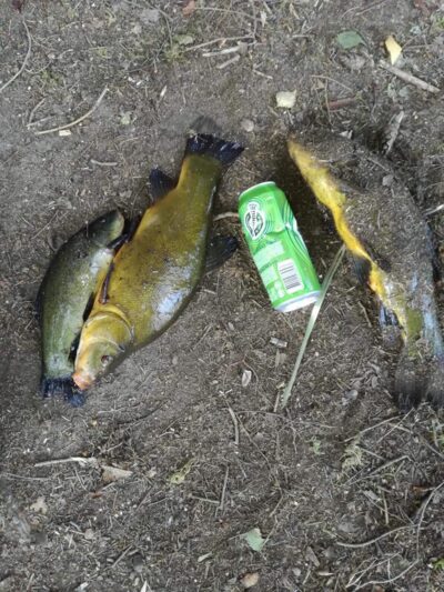 Tench ×3