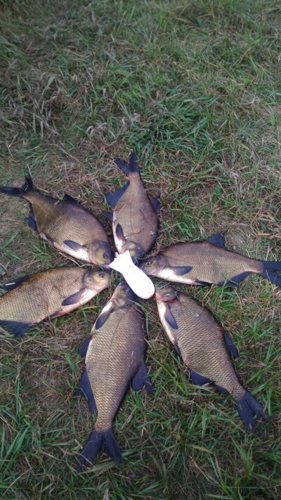 Carp bream ×6 — Mūša