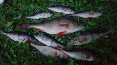 Eurasian perch