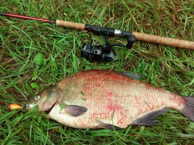 Carp bream, 2.1 kg