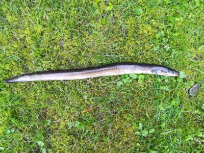 European eel