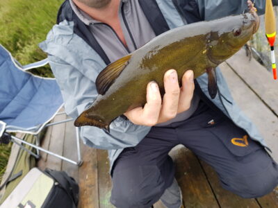 Tench