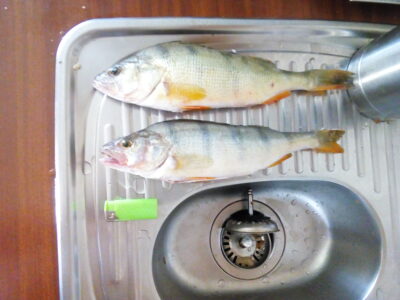 Eurasian perch ×2