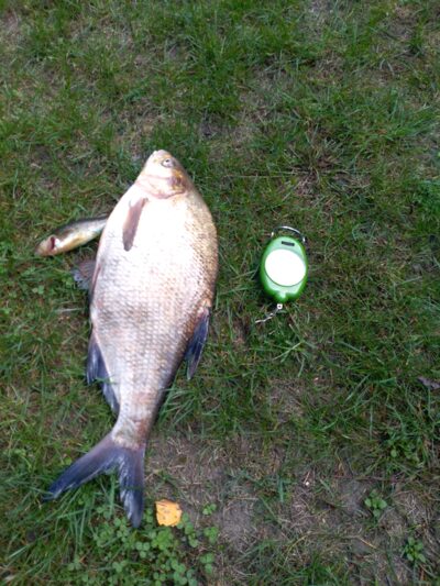 Carp bream, 1.9 kg