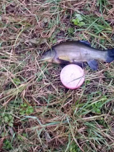 Tench, 0.5 kg