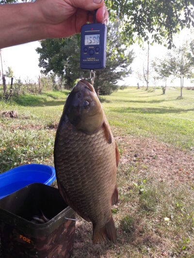 Prussian carp, 1.6 kg — Naudvario