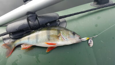 Eurasian perch, 0.4 kg