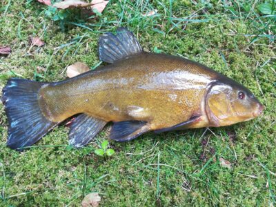 Tench, 1.2 kg